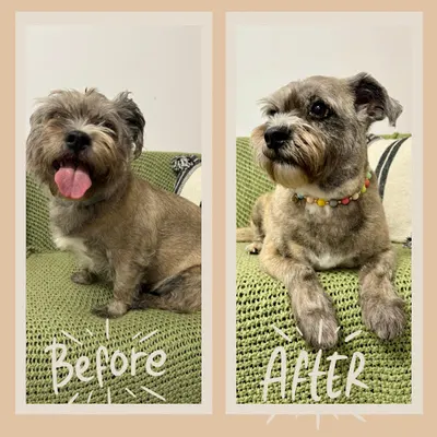 Wystrzyżone - Salon Pielęgnacji Psów i Kotów